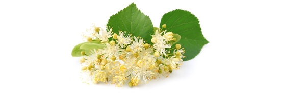 Le macérat de bourgeons de Tilleul